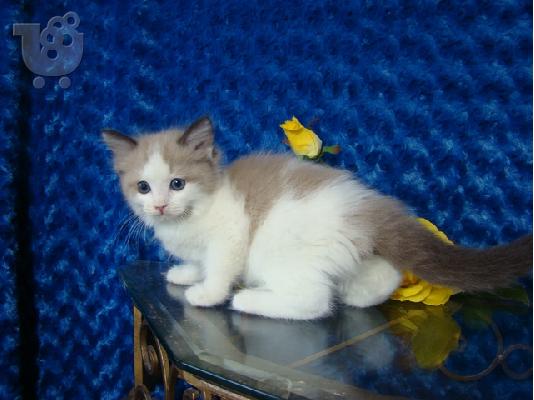 Έχω 5 πανέμορφο αρσενικό / θηλυκό γατάκια Ragdoll ΔΙΑΘΕΣΙΜΟ...